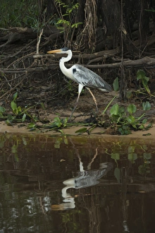 Mato Grosso Prints: White-necked (Cocoi) Heron (Ardea cocoi), Northern Pantanal, Mato Grosso, Brazil