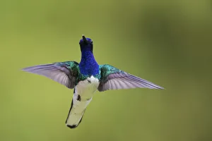 Images Dated 6th February 2017: White-necked Jacobin hovering