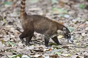 Images Dated 21st April 2009: A White-nosed Coati (Nasua narica) eats fallen fruit on the jungle floor of Corcovado National Park