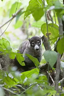 A White-nosed Coati (Nasua narica) rests in thick jungle foliage. Corcovado National Park