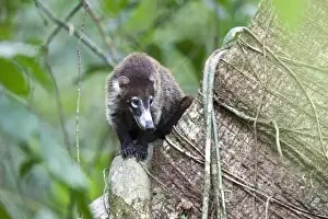 Forage Prints: A White-nosed Coati (Nasua narica) sits atop a tree trunk to rest in midday heat