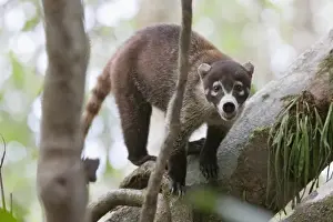 Images Dated 22nd April 2009: White-nosed Coati (Nasua narica) stands alert on a large tree branch in Corcovado National Park