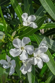 Images Dated 22nd January 2021: White Oleander