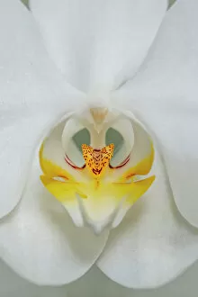 Floral & Botanical Gallery: White Orchid