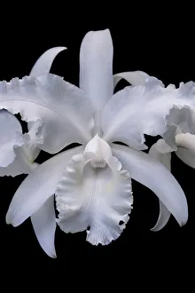 Prints of White Orchid Images Dated 2021 February: White Orchid