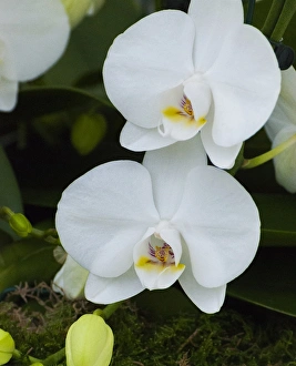 Flora Prints: White orchid blooms