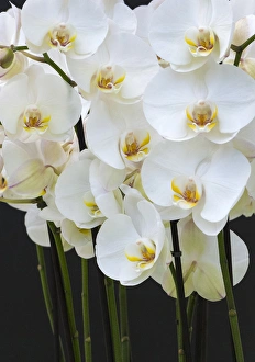 Flora Prints: White orchid blooms