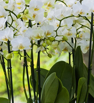 Flora Prints: White orchid blooms