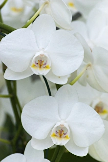 Flora Prints: White orchid blooms