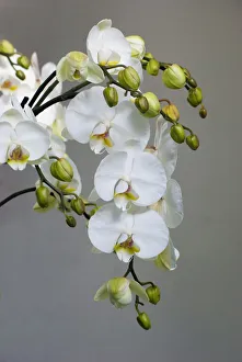 Blooms Prints: White orchid blooms