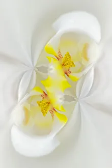 Orchid Prints: White Orchid flower, Florida