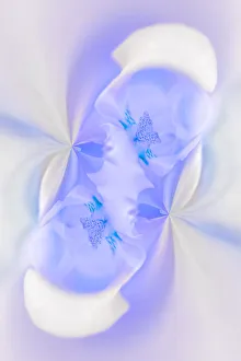 Images Dated 30th December 2021: White Orchid flower, Florida