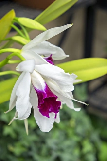Images Dated 11th May 2015: White orchid, USA