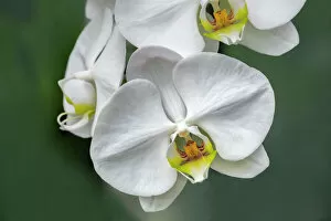 Floral & Botanical Collection: White orchid, USA