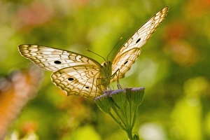 Images Dated 21st September 2007: White Peacock (Anartia jatrophae) butterfly feeding at mist flower
