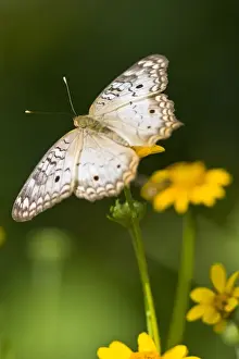 Images Dated 16th September 2008: White Peacock (Anartia jatrophae) nectoring on daisy flowers at the Edinburg, Texas