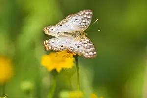 Edinburg Prints: White Peacock (Anartia jatrophae) nectoring on daisy flowers at the Edinburg, Texas