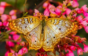 White peacock butterfly, Seattle, Washington State