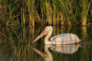 Wetlands Prints: White pelican cruising past the soft-stem bulrush, Pelecanus erythrorhynchos, Viera
