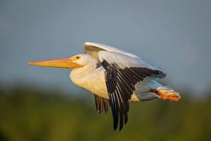 Migration Prints: A white pelican flies across the sky