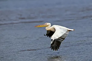 Images Dated 5th September 2011: White Pelican in flight, Lake Nakuru National Park, Kenya, Africa