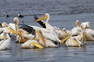 White Pelican, Lake Nakuru National Park, Kenya, Africa