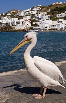 Images Dated 27th January 2010: The white pelican, on Mykonos, is the mascot of the harbor
