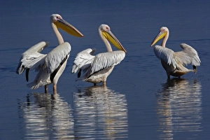White Pelican, Pelecanus onocrotalus, Lake Nakuru National Park, Kenya