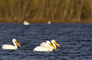 Images Dated 22nd March 2012: White Pelicans on Calamus Reservoir in Loup County, Nebraska, USA