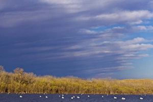 Reservoir Prints: White Pelicans on Calamus Reservoir in Loup County, Nebraska, USA