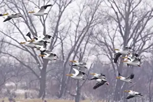 Images Dated 29th March 2011: White pelicans in flight at Calamus Reservoir in Loup County, Nebraska, USA
