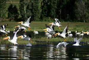 White pelicans in flight at Lake Cascade, Idaho