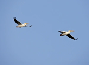 Sarasota Prints: White Pelicans in flight, Pelecanus erythrorhynchos, Southwest Florida