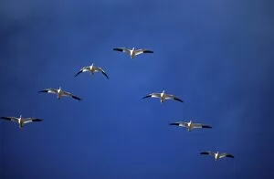 White pelicans in formation, San Diego, CA