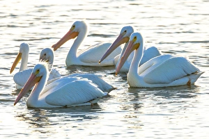 Waterbird Prints: White pelicans, Pelecanus erythrorhynchos, Viera Wetlands Florida, USA