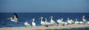 White pelicans (pelecanus erythrorynchos) on the shore of the toxic and salty Salton