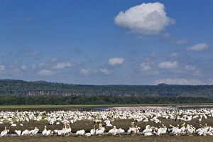 White Pelicans, Pelecanus onocrotalus, Lake Nakuru National Park, Kenya