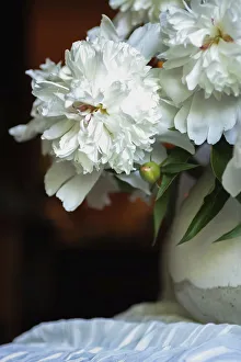 White peonies in cream pitcher