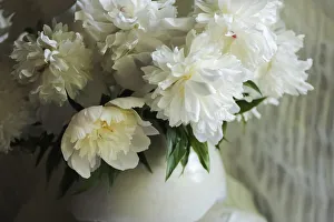 White peonies in cream pitcher