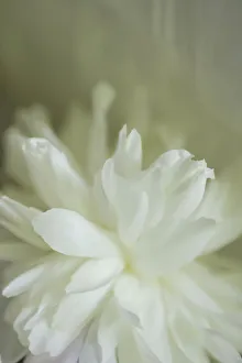 Images Dated 25th June 2019: White peony