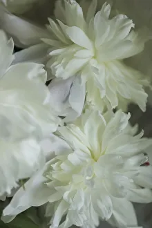 White peony