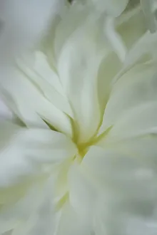 Images Dated 25th June 2019: White peony