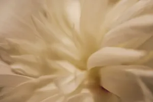 Images Dated 25th June 2019: White peony