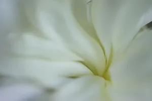 Images Dated 25th June 2019: White peony