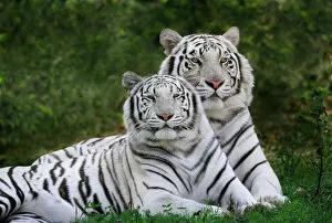 Editor's Picks: White phase, Bengal Tiger, Tigris