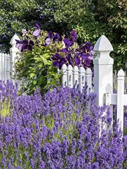 Lavender Prints: White picket fence with purple lavender and dark purple clematis