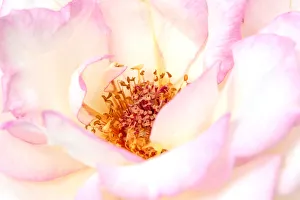 Images Dated 26th February 2014: White and Pink rose, Como Park Zoo and Conservatory, Minneapolis, Minnesota