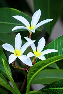 Frangipani Prints: White plumeria
