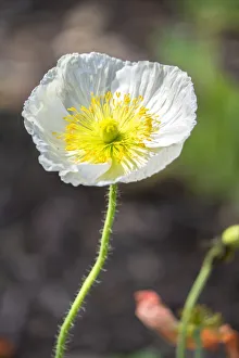 Select Focus Prints: White Poppy, garden, USA