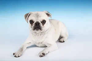Companion Prints: White Pug puppy reclining in a studio. (PR)